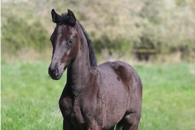 Photo du cheval