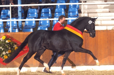 Photo du cheval