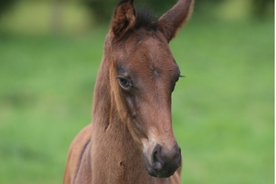 Photo du cheval