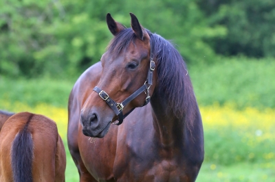 Photo du cheval