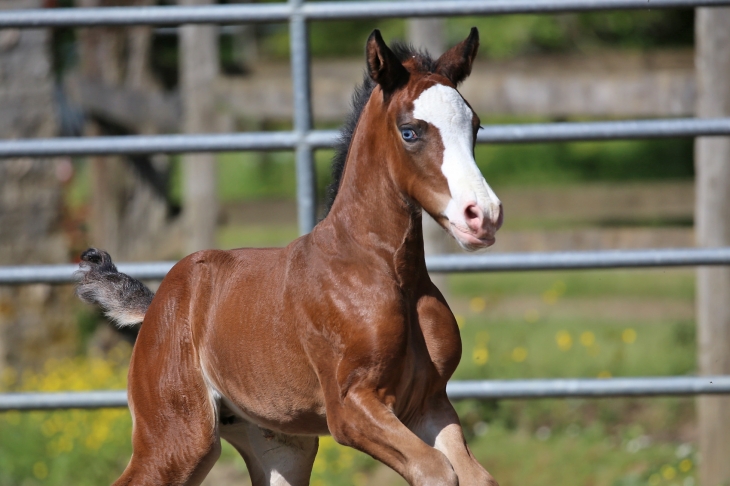 VERY SPECIAL DU FEUILLARD, Pouliche KWPN, née le 15/05/2025 par MIGHTY MAGIC x FWROG GEMMA