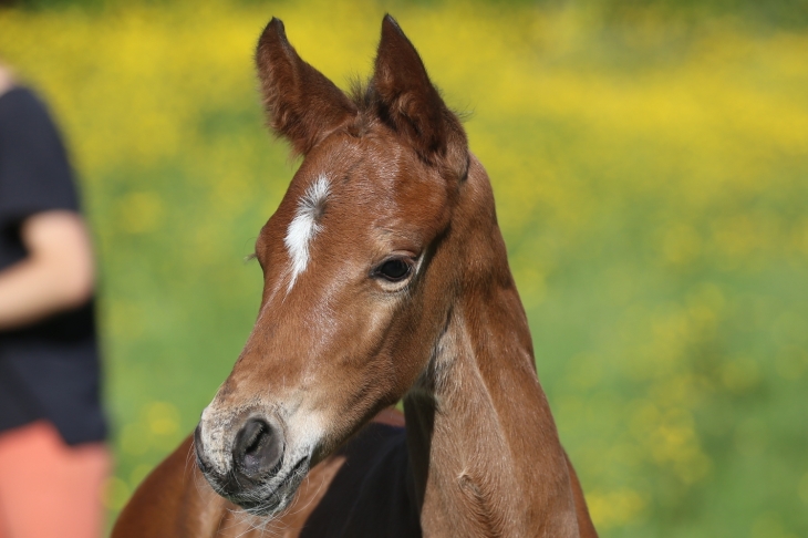 PLAYER DU FEUILLARD, Mâle Selle-Français, né le 17/05/2025 par CASSITANO x LONDONDERRY