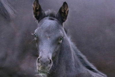 Photo du cheval