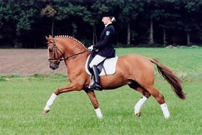 Photo du cheval