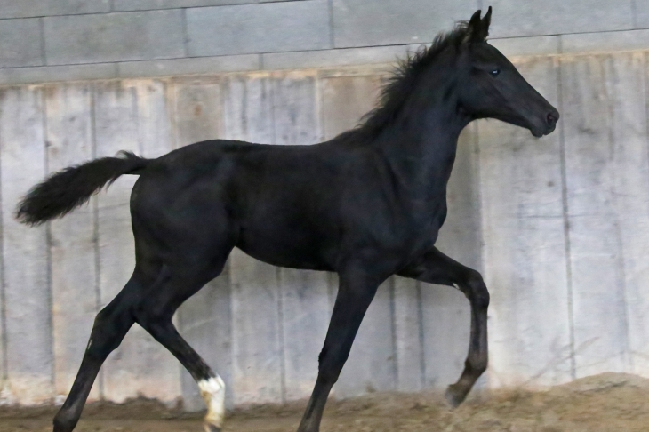 PINK KISS DU FEUILLARD, Femelle Selle-Français, née le 16/07/2025 par GALAXIE x TOTO Jr