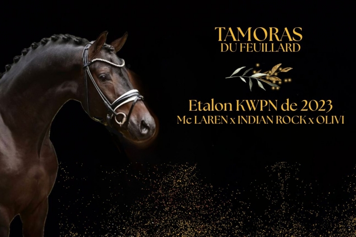 TAMORAS DU FEUILLARD, Etalon KWPN de 2023 par MC LAREN OLD x INDIAN ROCK KWPN x OLIVI KWPN