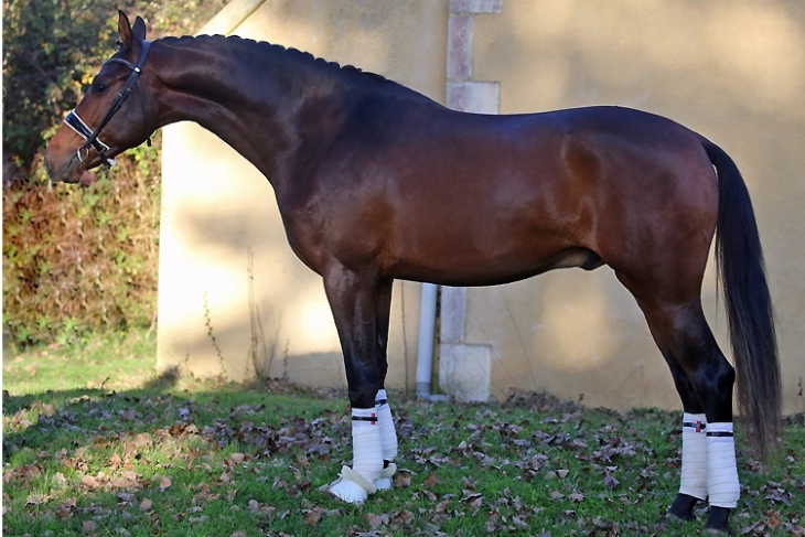 TRISTAN DU FEUILLARD, Mâle KWPN de 2023 par IN STYLE x JAZZ x AMOR