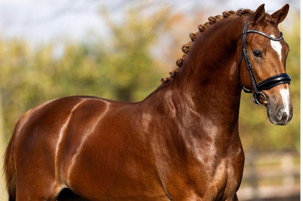 Théo du Feuillard, Mâle KWPN de 2023 par Nick Wimphof x Carlton Hill VDL x Houston