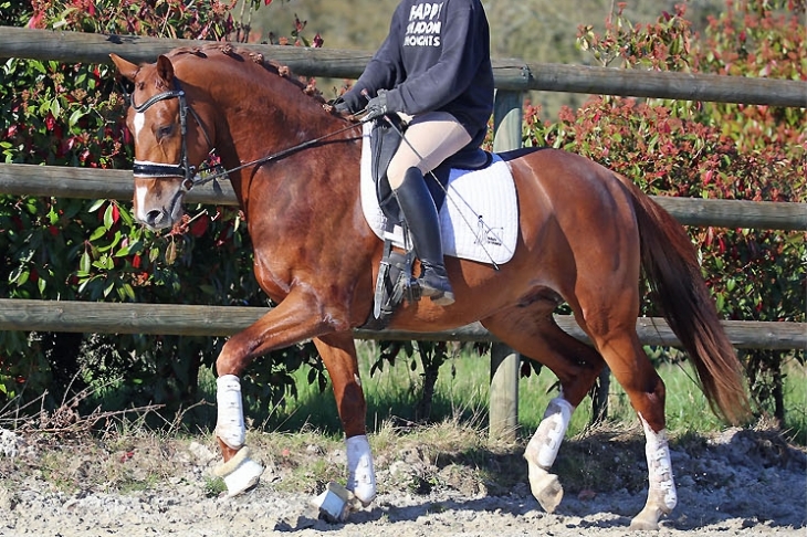 Théo du Feuillard, Mâle KWPN de 2023 par Nick Wimphof x Carlton Hill VDL x Houston