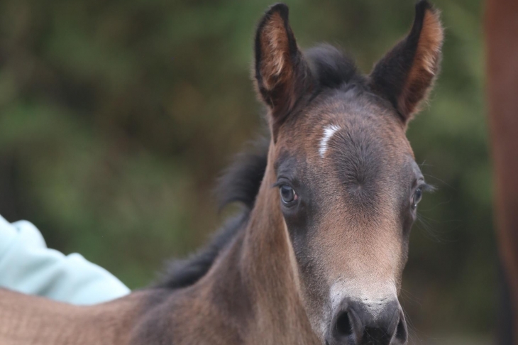 QUERIDA DU FEUILLARD, Pouliche Selle-Français, née le 10/03/2026 par SANDREO x BILIBILI