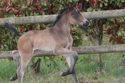 Photo du cheval