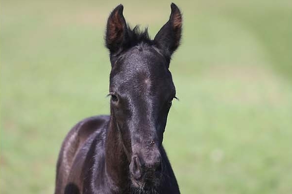Que Bello du Feuillard, Mâle Selle-Français par Galaxie (KWPN) x Gribaldi (Trak), né le 20/03/2026