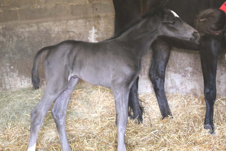 WE CAN DANCE DU FEUILLARD, Pouliche KWPN, née le 01/04/2026 par SO YOU CAN DANCE x GALAXIE