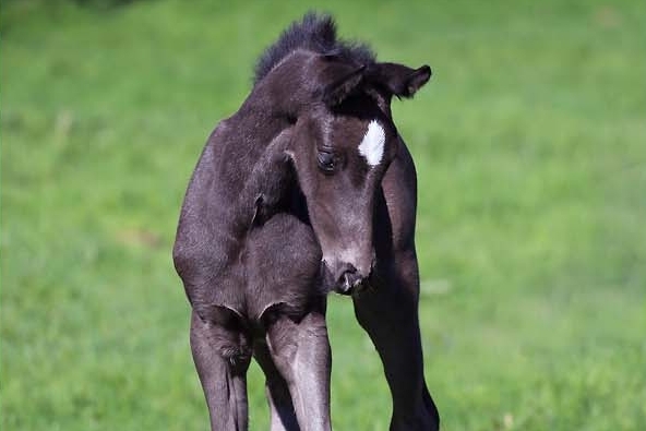 WE CAN DANCE DU FEUILLARD, Pouliche KWPN, née le 01/04/2026 par SO YOU CAN DANCE x GALAXIE