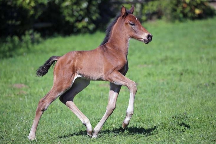 WHY NOT DU FEUILLARD, Mâle KWPN, né le 07/04/2026 par EXTREME US x BIANCA par JAZZ