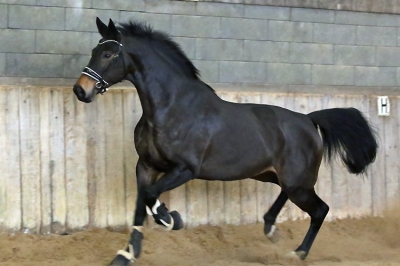 Photo du cheval