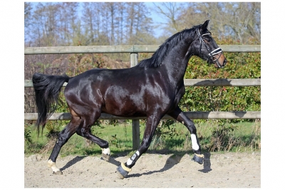 3 Years And More Horses For Sale Haras Du Feuillard 3 Years And More Horses For Sale Haras Du Feuillard