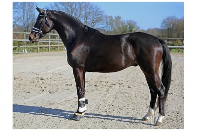 3 Years And More Horses For Sale Haras Du Feuillard 3 Years And More Horses For Sale Haras Du Feuillard