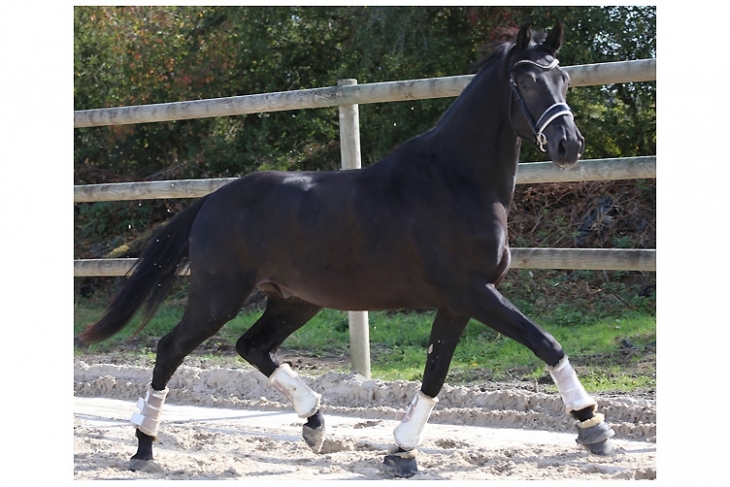 Larson du feuillard, Hongre KWPN de 2016 par Johnson x Rousseau