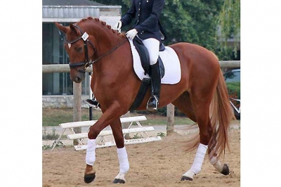 Photo du cheval