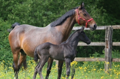 Photo du cheval