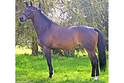 Photo du cheval