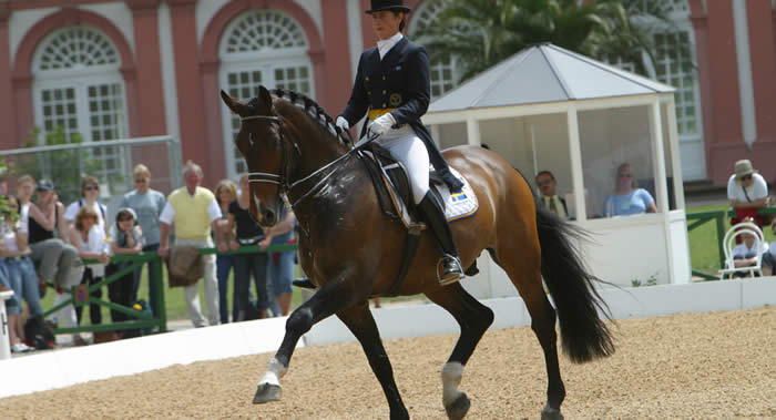 Stallion Solos carex