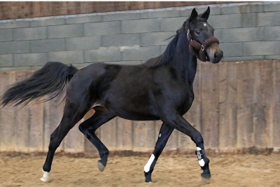 Photo du cheval