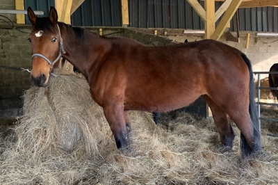 Photo du cheval