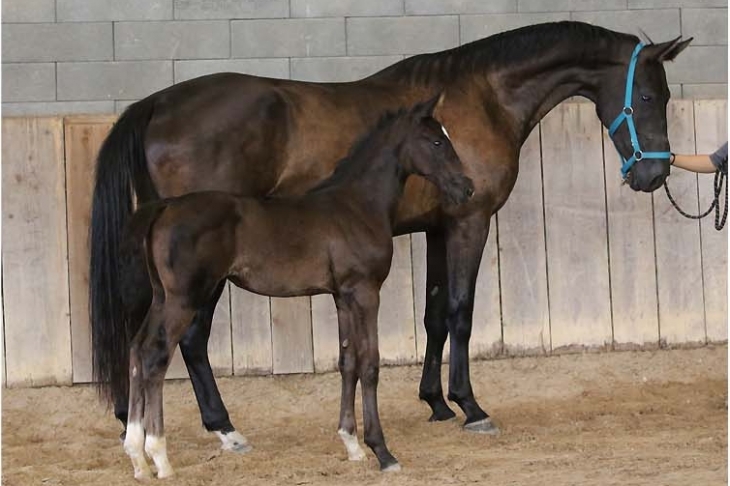 Noblesse et Shadow Of Totilas du Feuillard
