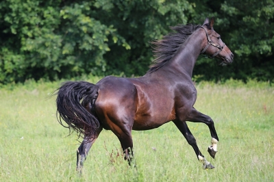 Photo du cheval