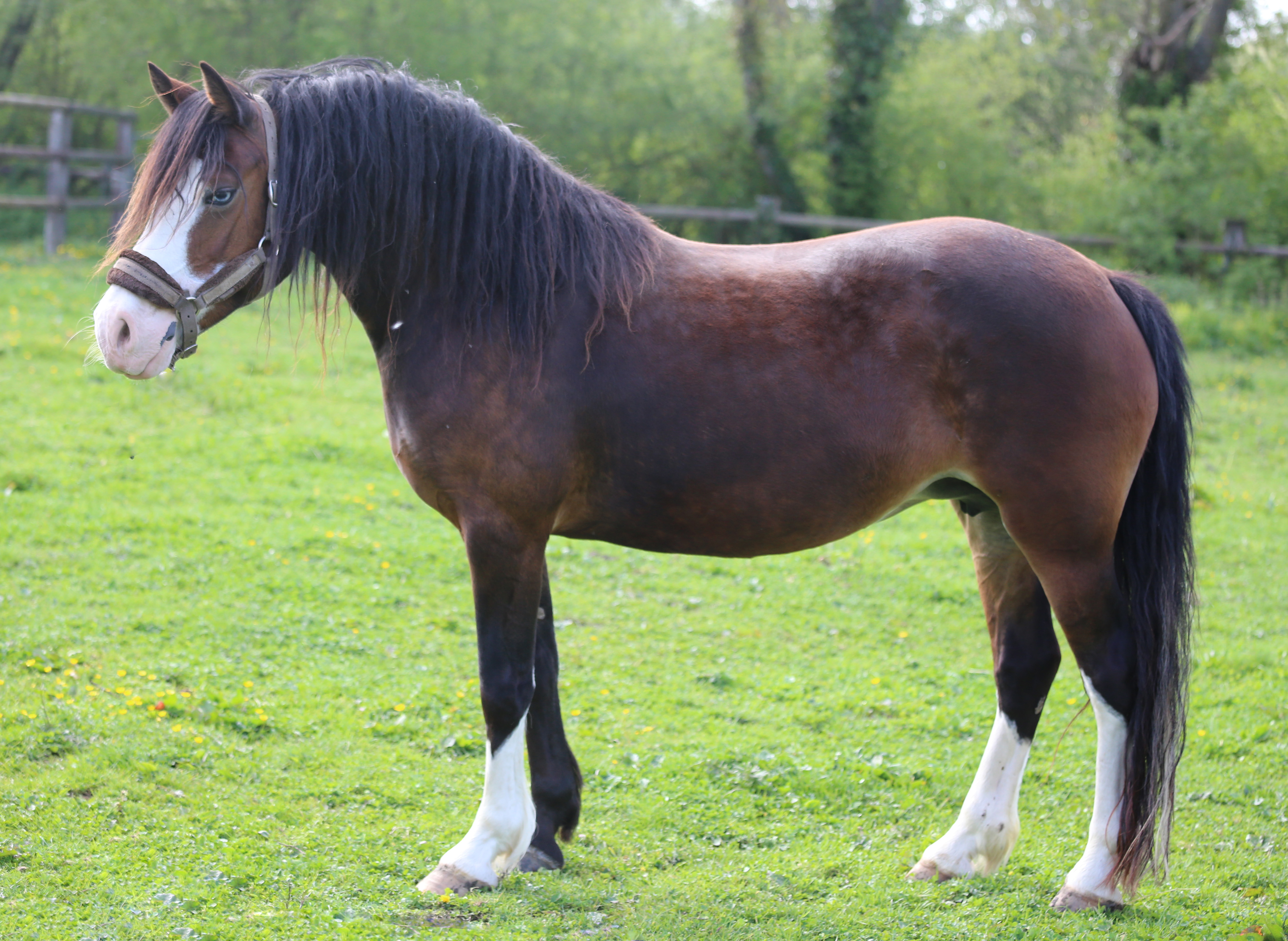 Fwrog Gemma, Jument-poulinière Welsh Cob