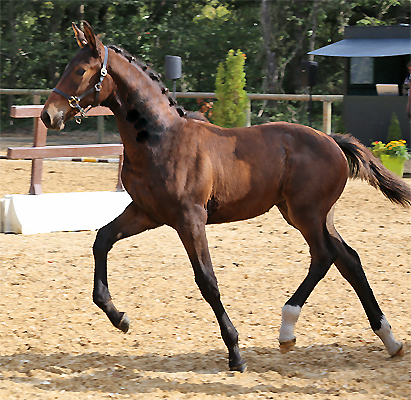 Jersey du Feuillard, Jument KWPN par Olivi x Iron Meyer du Feuillard