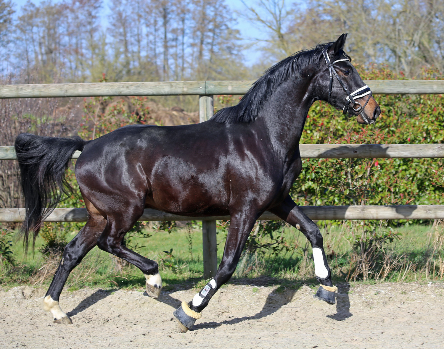 Nederland du Feuillard, Hongre KWPN par Antango du Feuillard x Iron Meyer du Feuillard