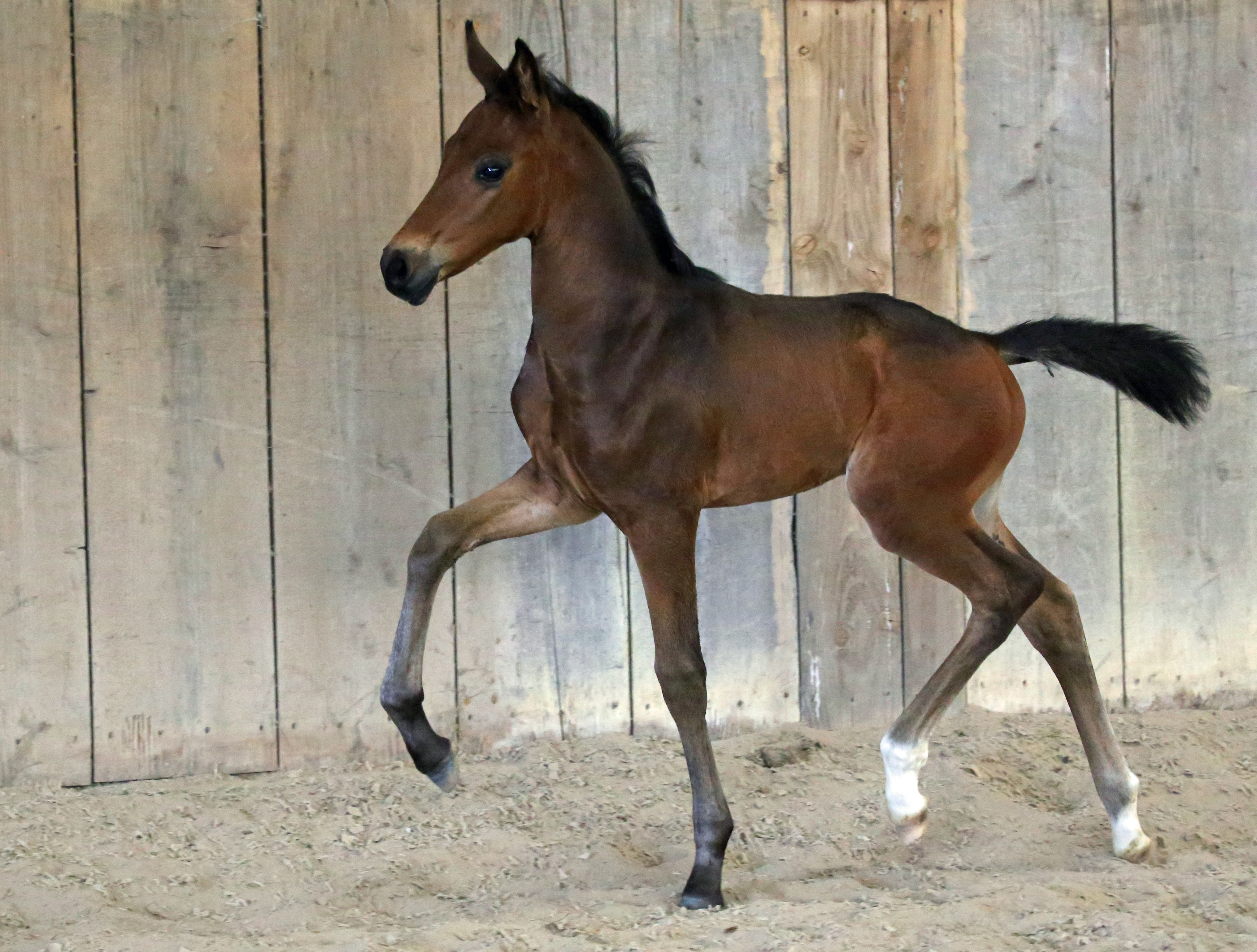 Spirit du Feuillard