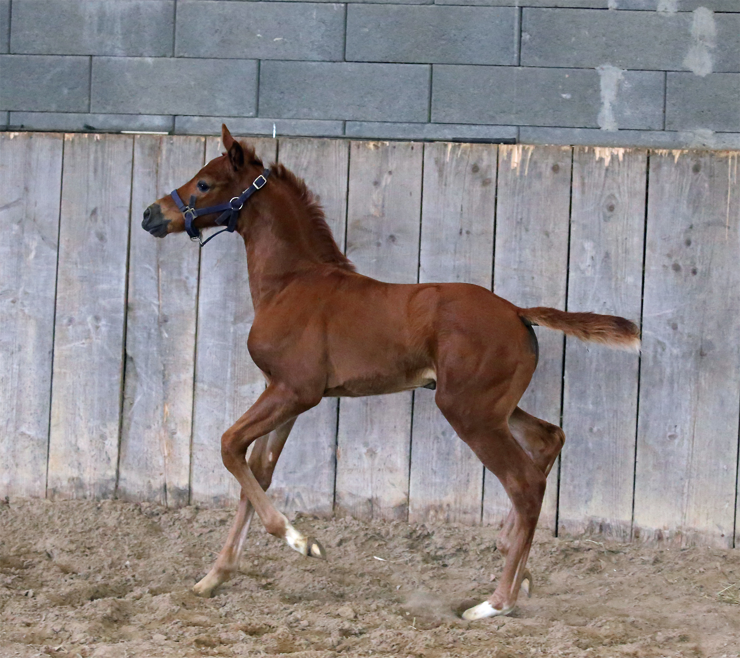 Top Model du Feuillard
