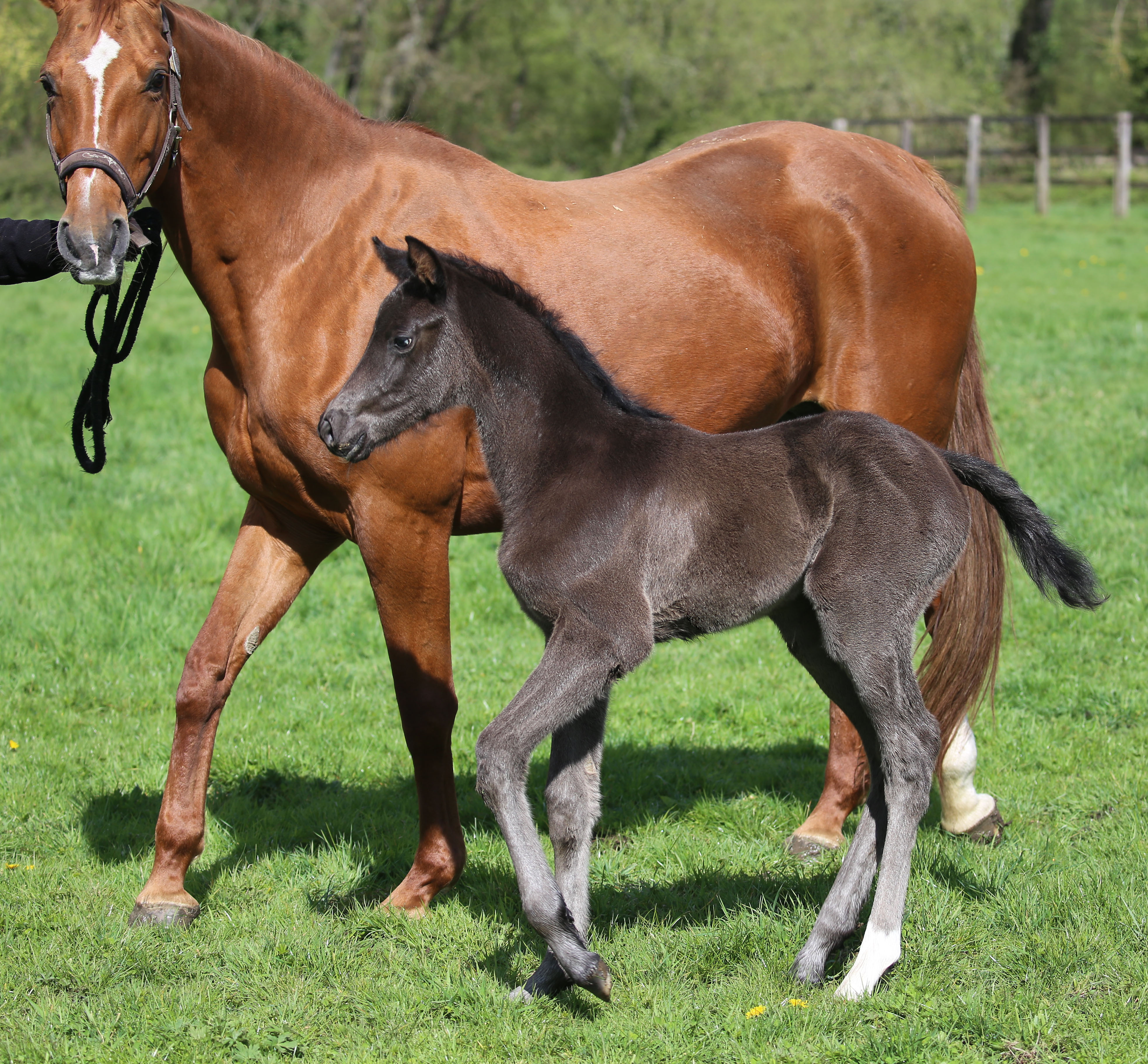 Chanel du Feuillard par Cassitano x Londonderry
