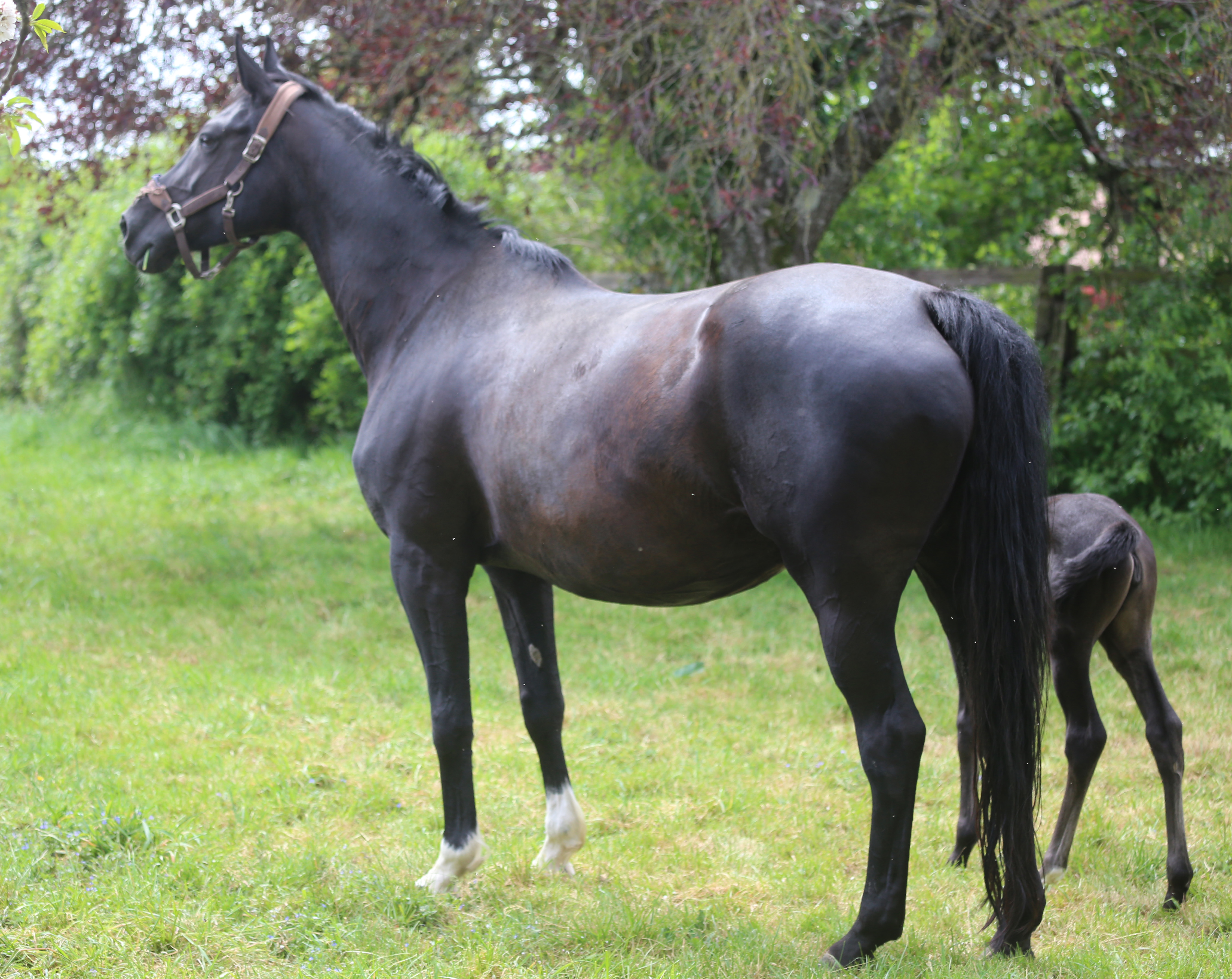 Reggia d'Arion, Hann par Rascalino x Wolkentanz II