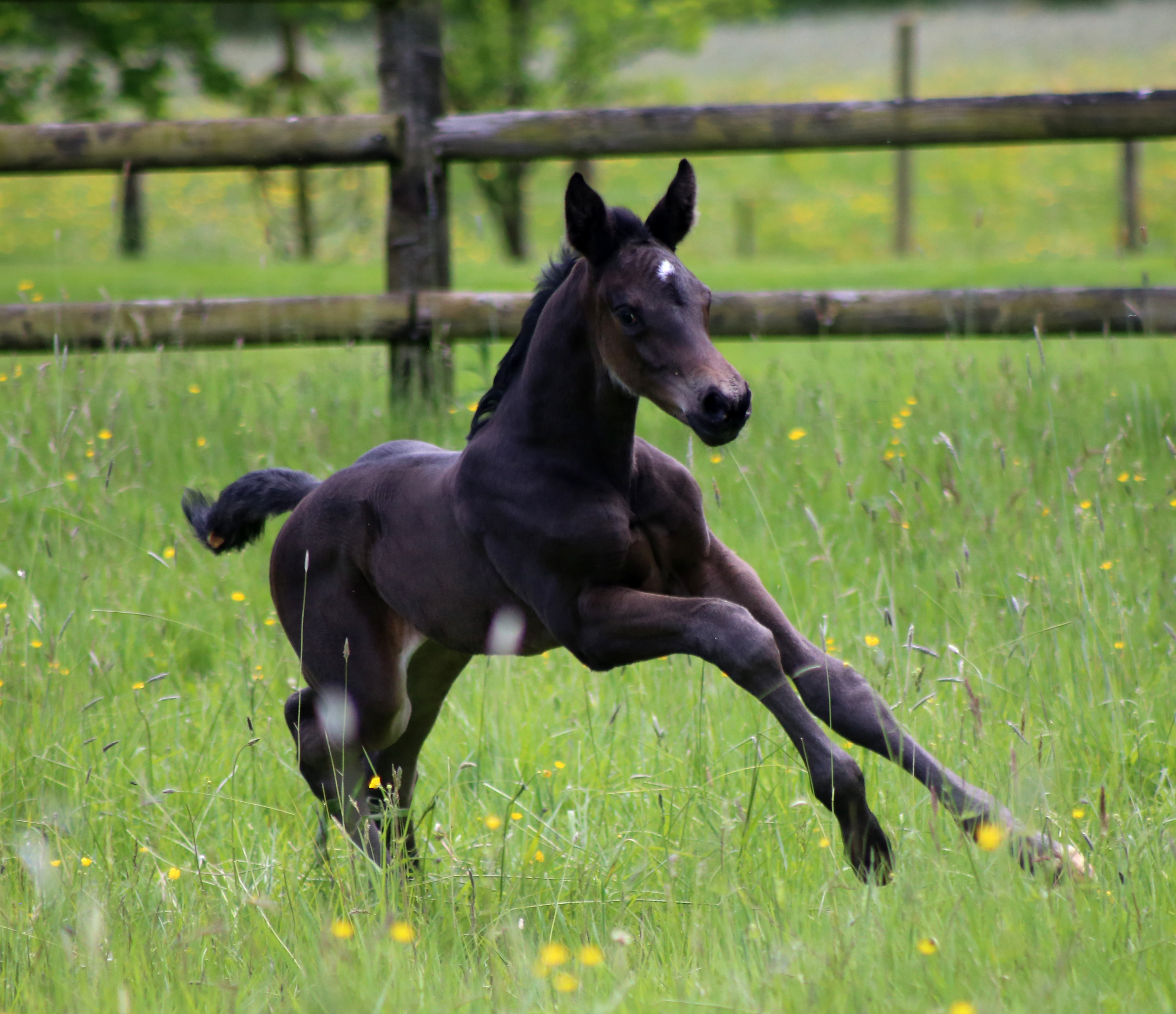 Rhaptoti Bohemian du Feuillard par Bohemian x Totilas