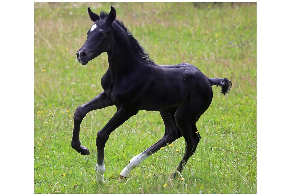 Mâle par Cassitano 