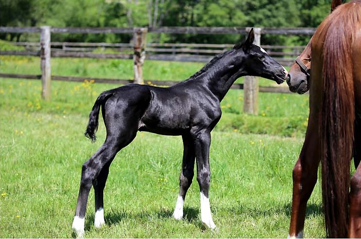 Naissances 2022 au Haras du Feuillard