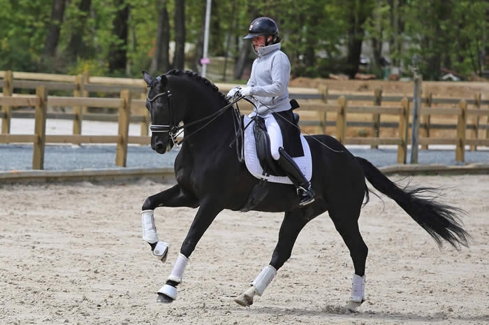 L'étalon Galaxie vainqueur du niveau St Georges au Mans !