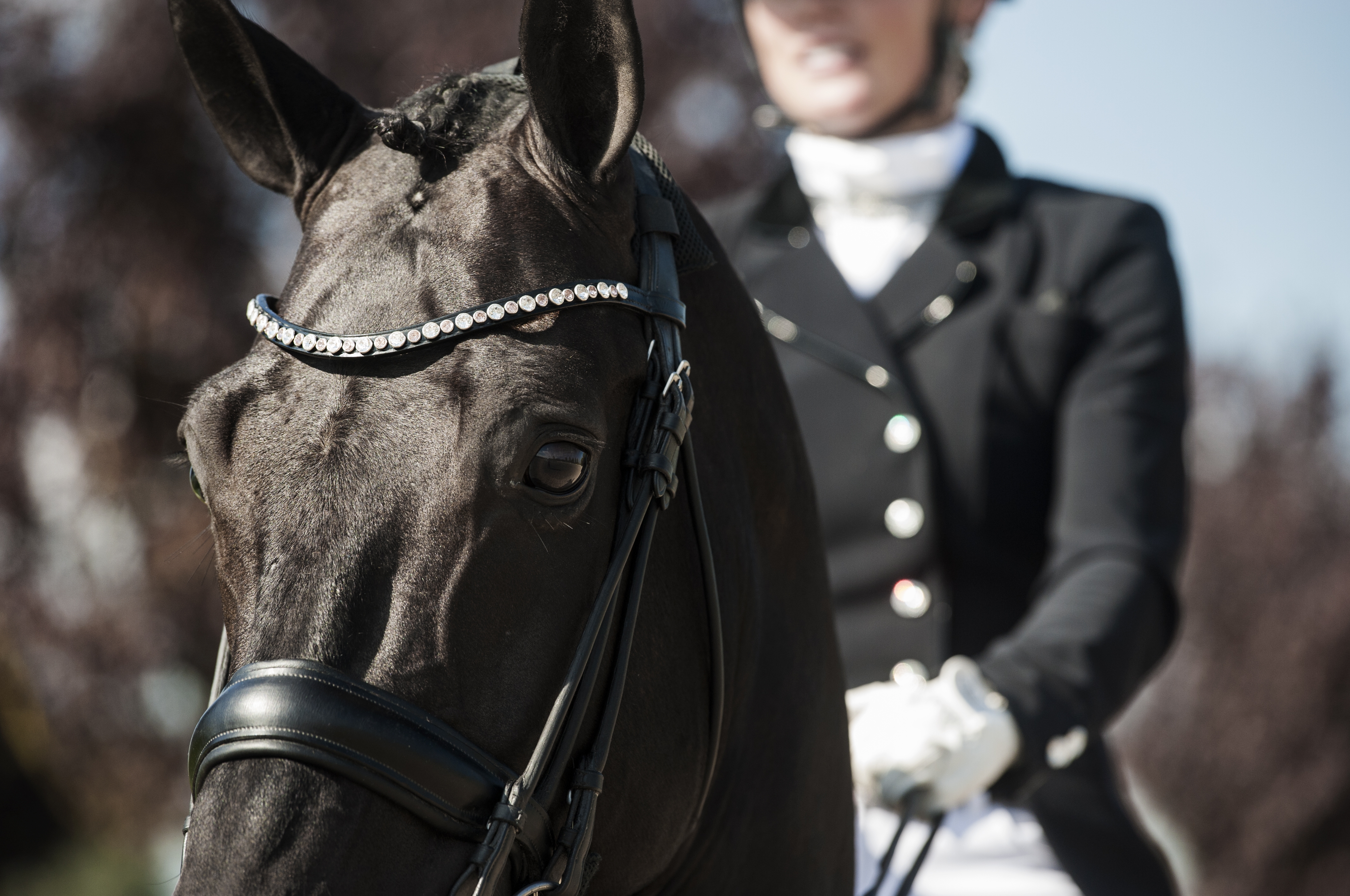 HARAS DU FEUILLARD - SAILLIES 2023