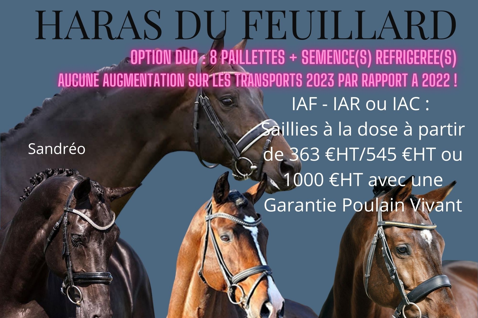 LA SAISON 2023 SE PREPARE AU HARAS DU FEUILLARD !