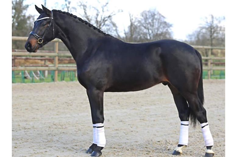D'EXCELLENTS CHEVAUX ACHETES A 3 ANS AU HARAS DU FEUILLARD !