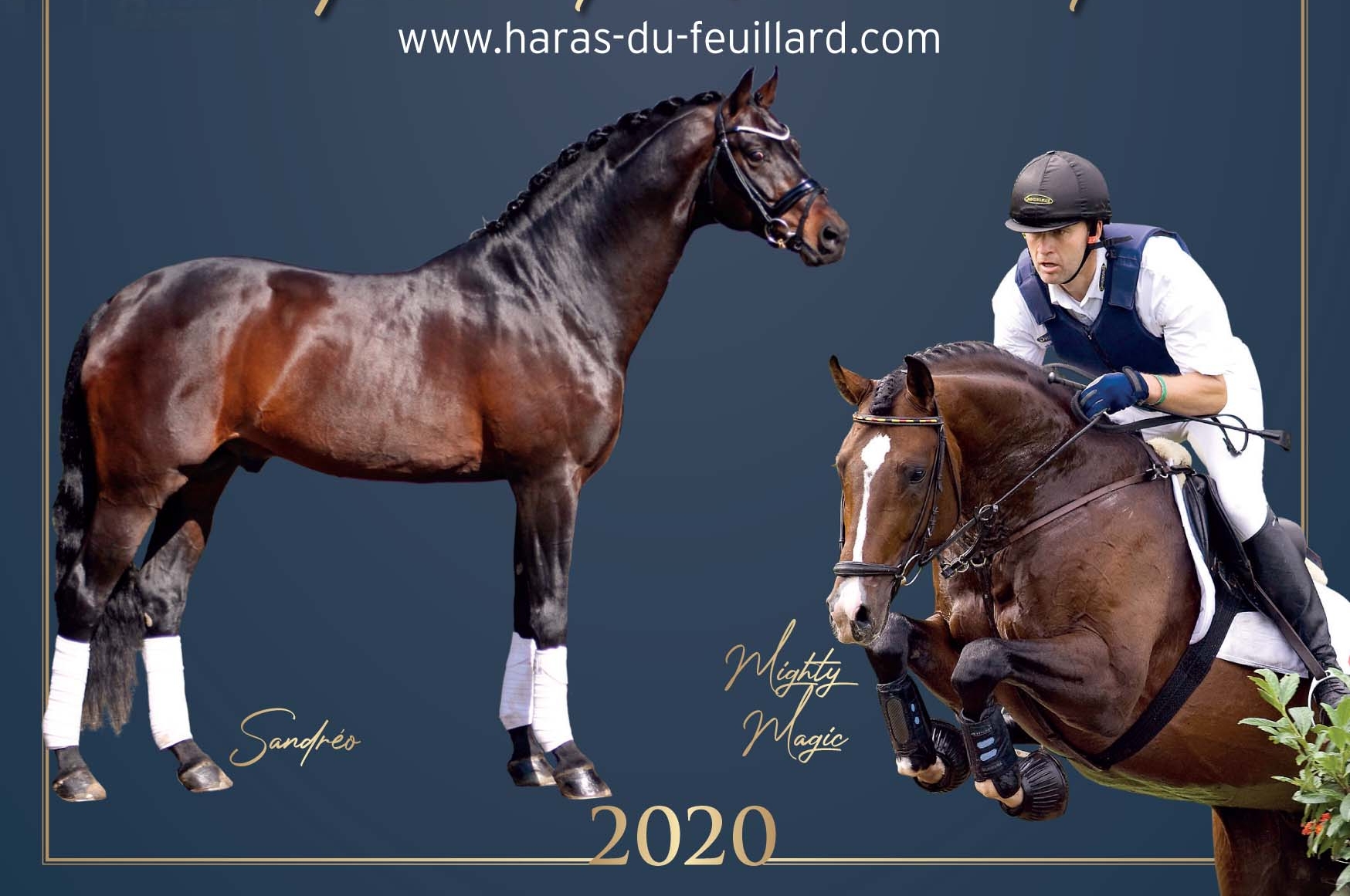 POUR INFORMATION AUX ELEVEURS DE CHEVAUX DE DRESSAGE ET COMPLET