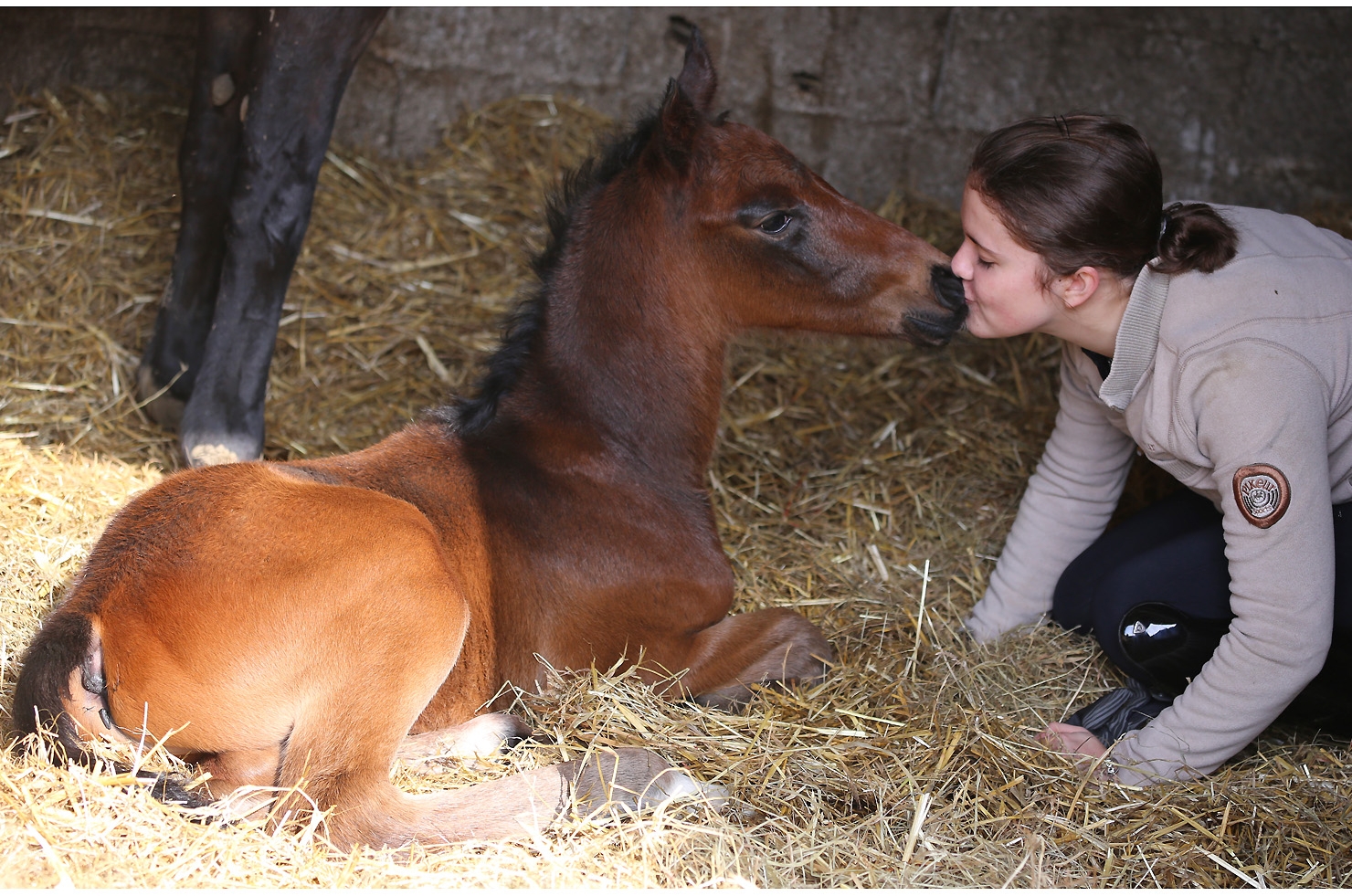 NAISSANCES 2020 AU HARAS DU FEUILLARD
