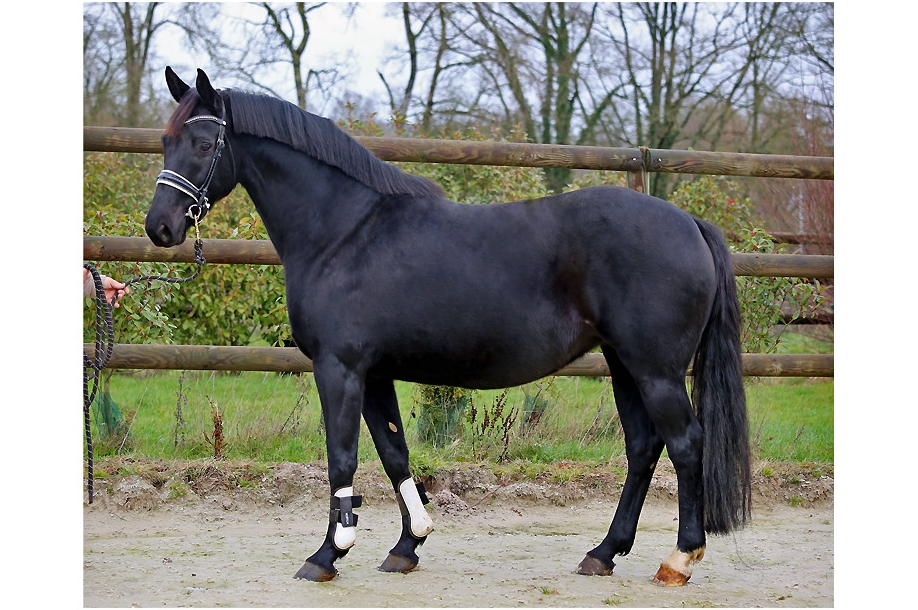 UNE NOUVELLE JUMENT POUR LE HARAS DU FEUILLARD !