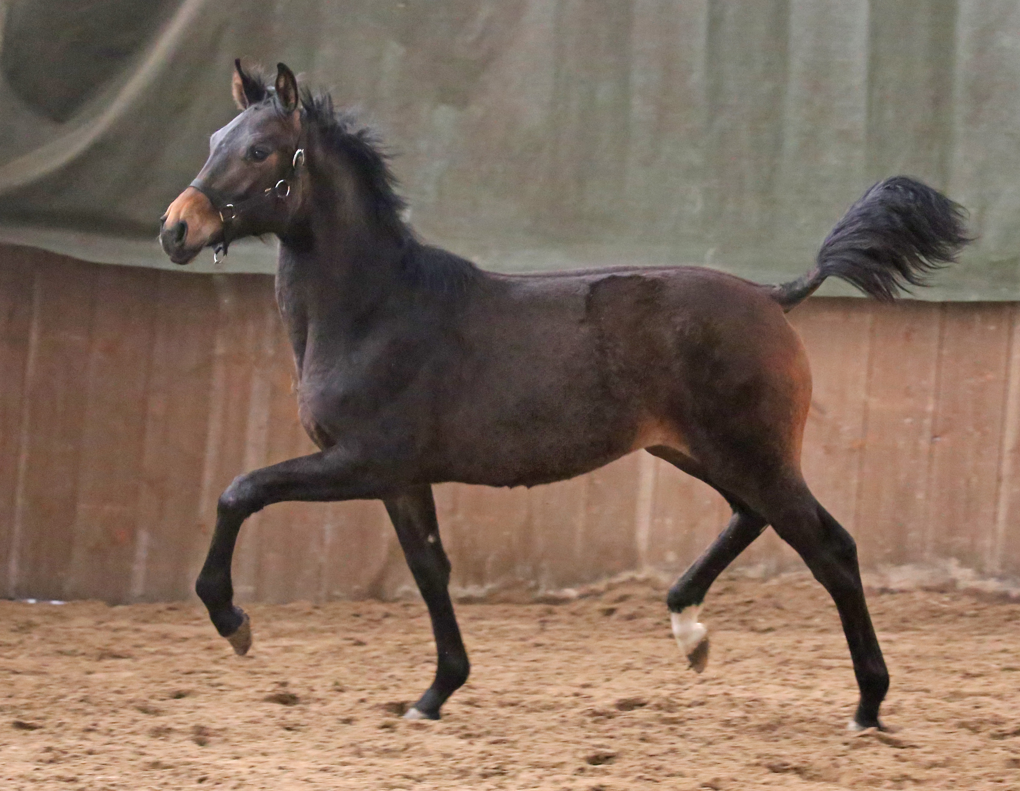 Starmania du Feuillard