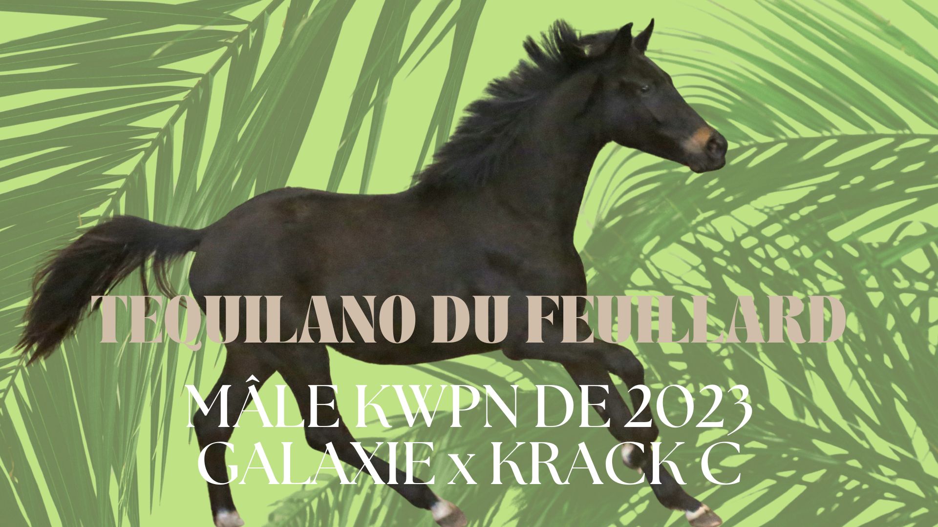 Tequilano du Feuillard